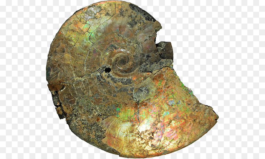 Les Ammonites，Ammonites Type Yorkshire PNG