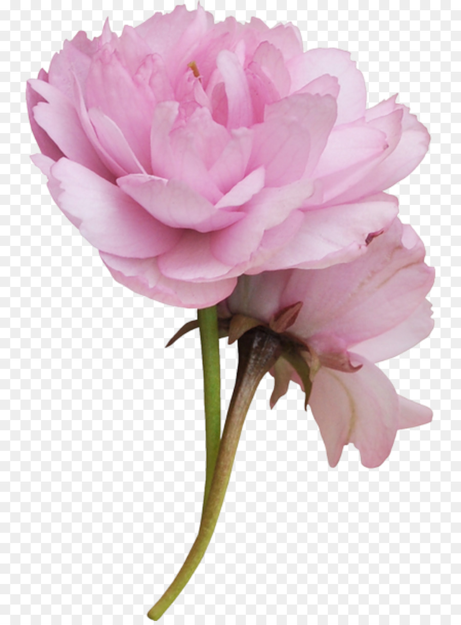 Fleur Rose，Fleur PNG