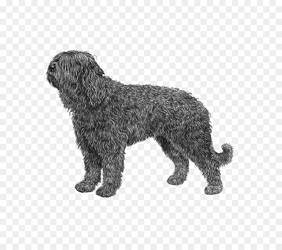 Chien，Animal De Compagnie PNG