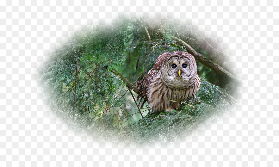 Hibou，Oiseau PNG