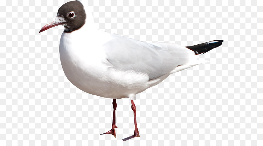 Mouette，Oiseau PNG