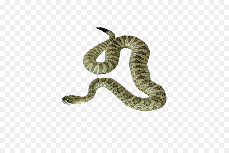 Serpent Jaune，Reptile PNG