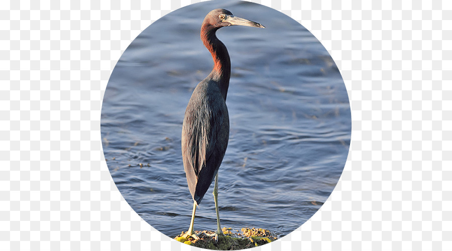 Rougeâtre Aigrette，Aigrette PNG