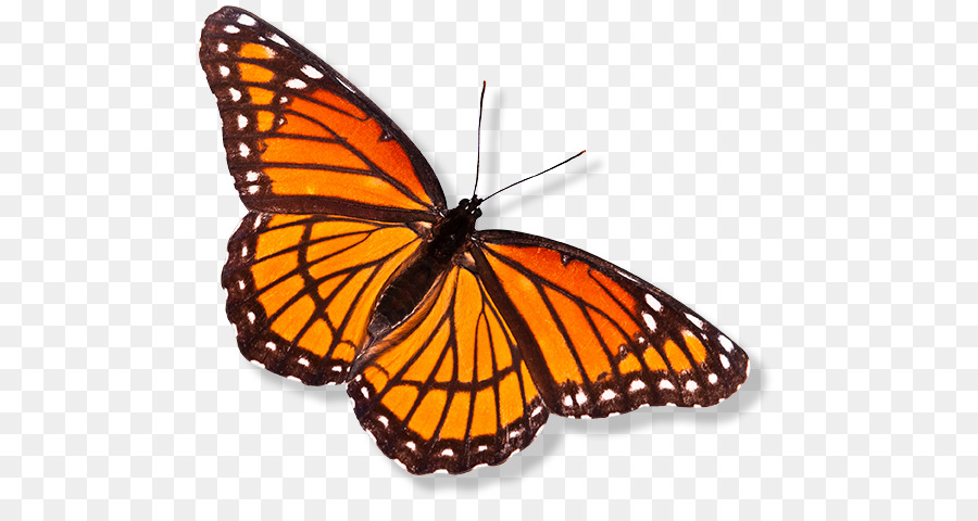 Papillon Monarque，Orange PNG