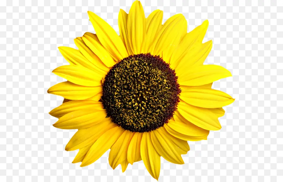 Fleur，Jaune PNG