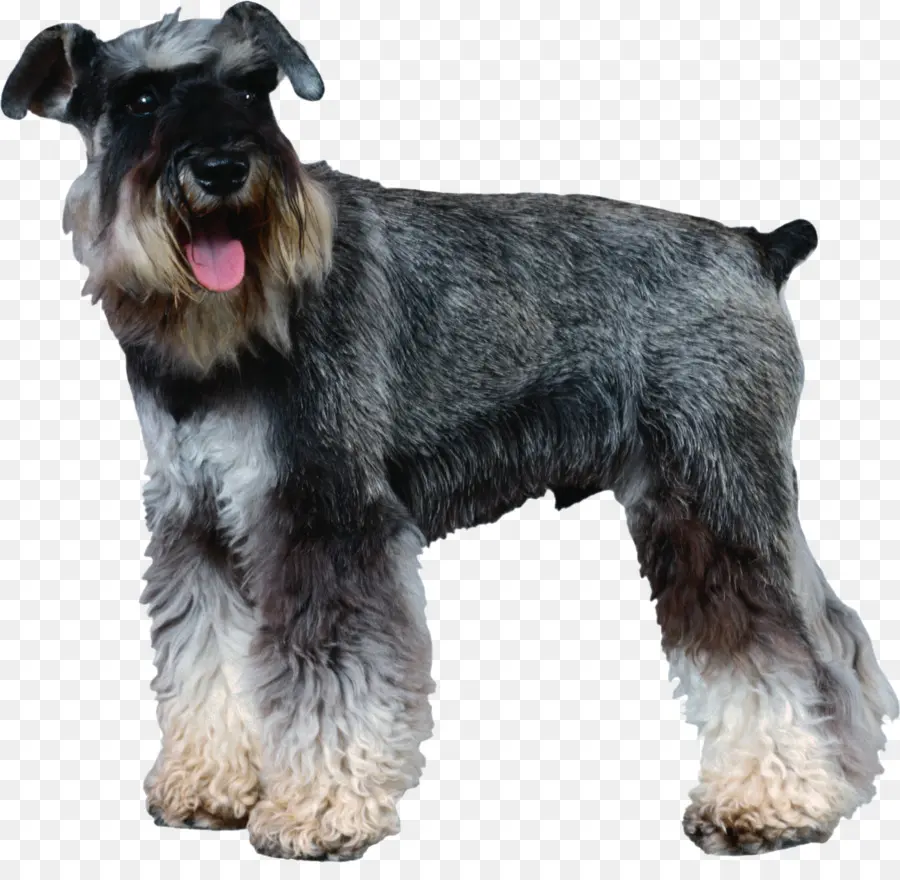 Schnauzer Nain，Le Schnauzer Standard PNG