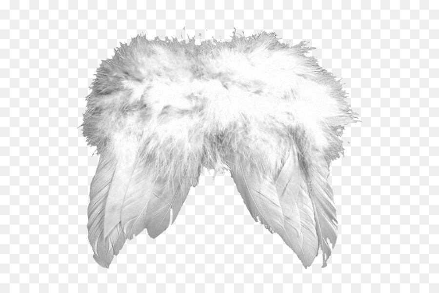 Ailes De Plumes，Plumes PNG