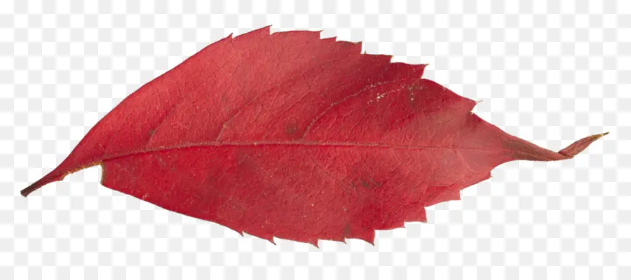 Feuille Rouge，Automne PNG