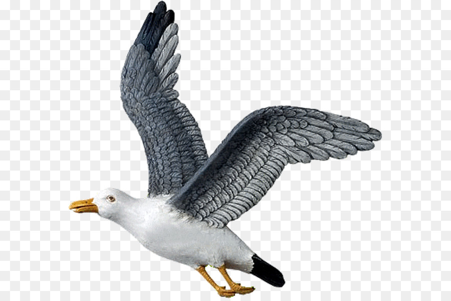 Européenne De Goéland，Grand Blackbacked Mouette PNG