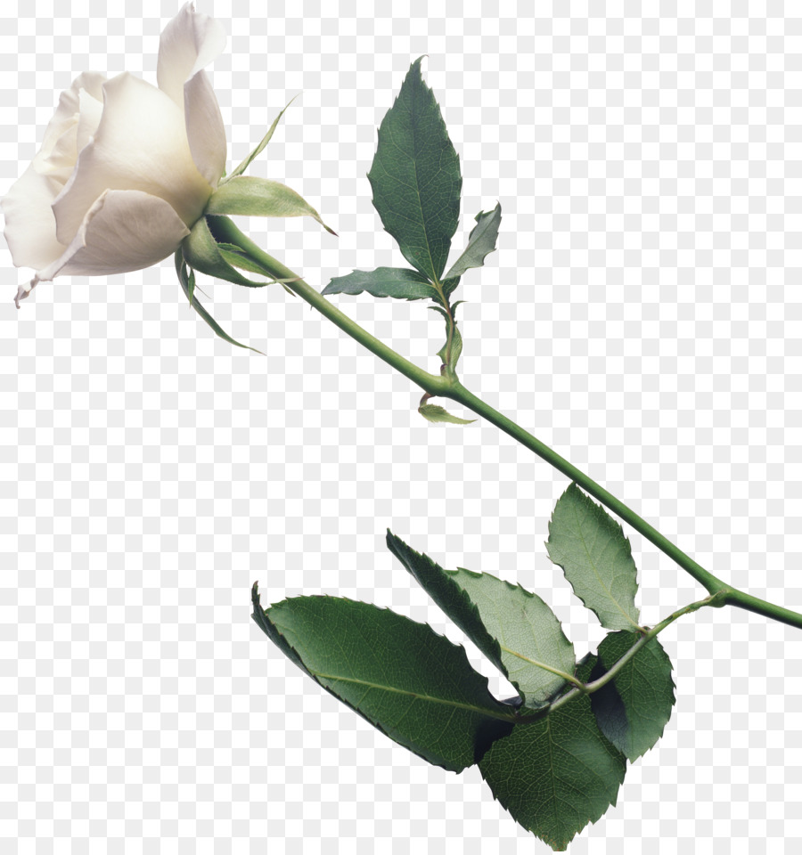 Rose Blanche，Floraison PNG