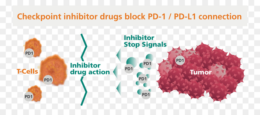 Inhibiteur De Point De Contrôle，Médicament PNG