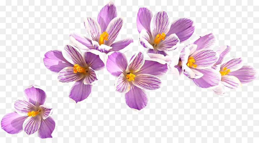 Fleurs Violettes，Fleurir PNG