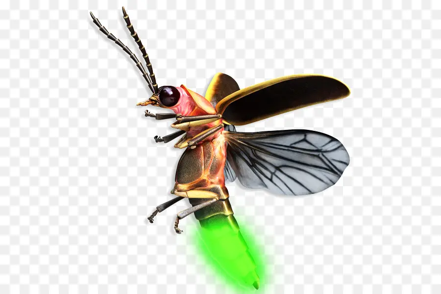 Scarabée，Firefly PNG