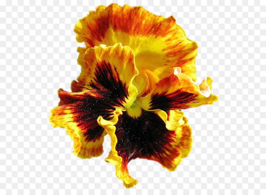 Fleur，Fleurir PNG