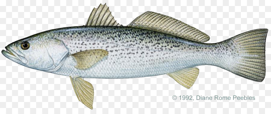 Poisson，Aquatique PNG