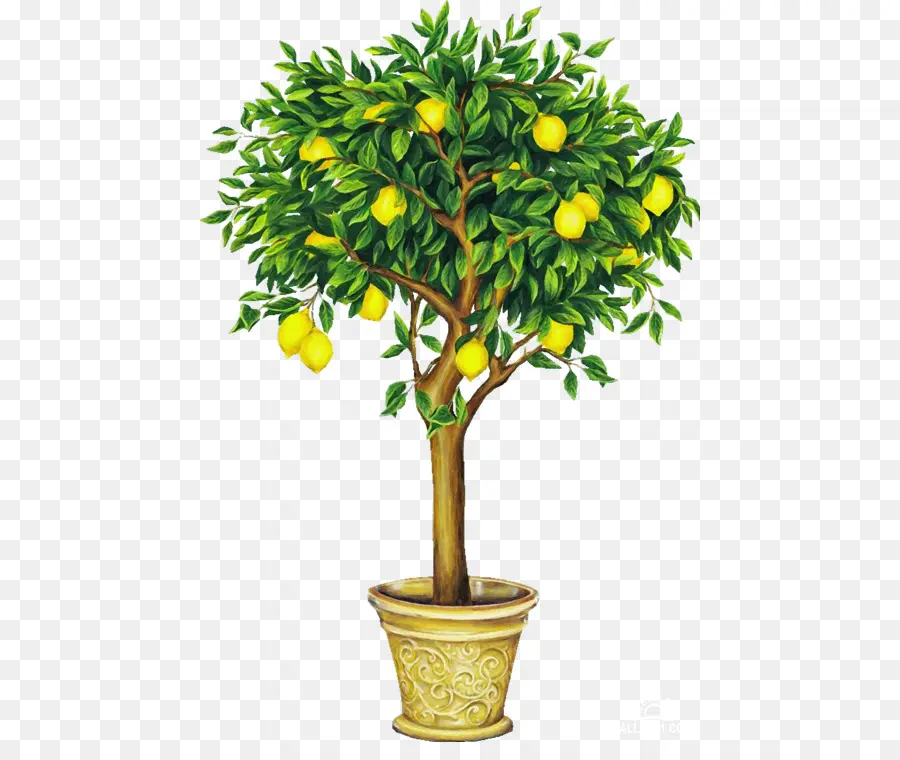 Citronnier，Mis En Pot PNG