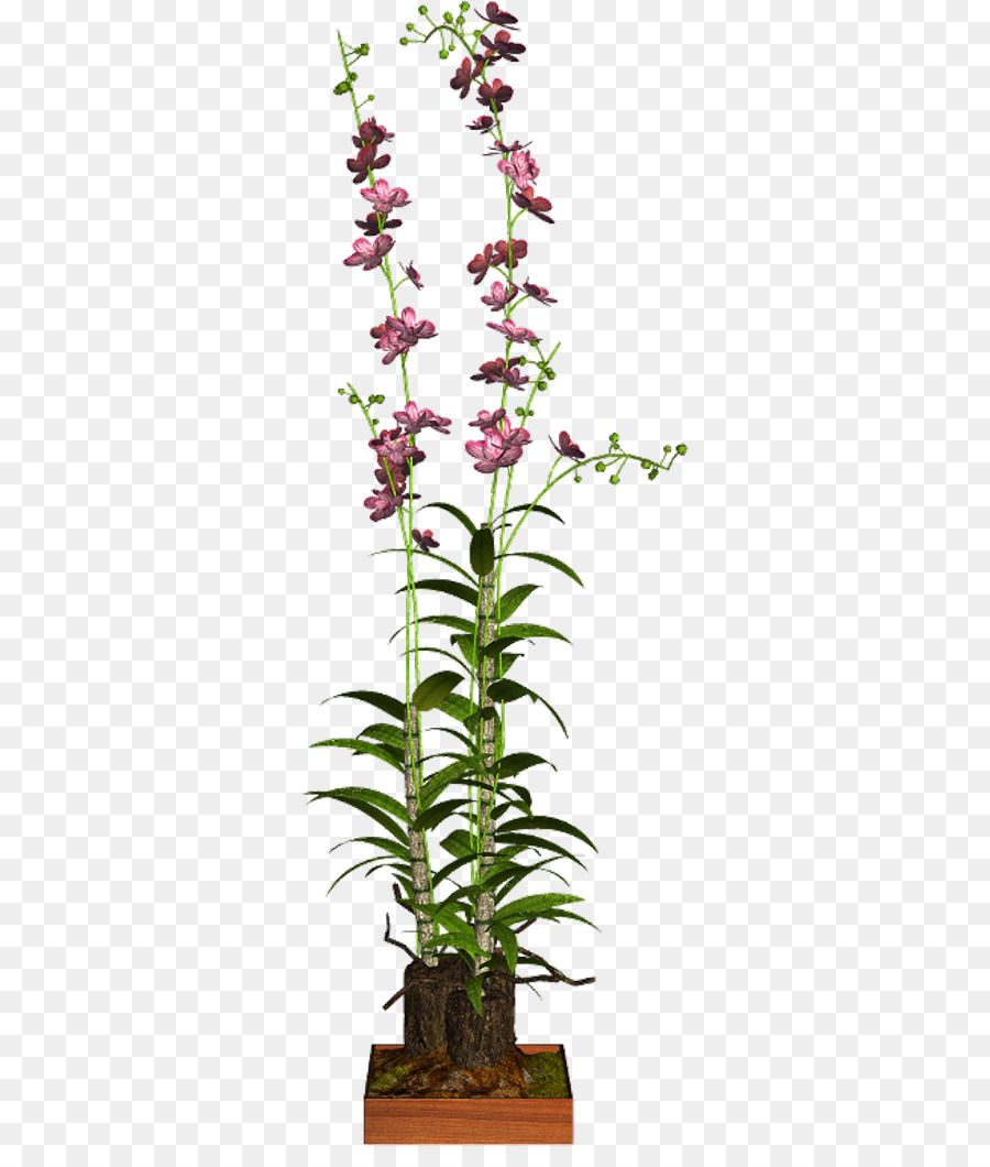 Dendrobium，Plante D Intérieur PNG