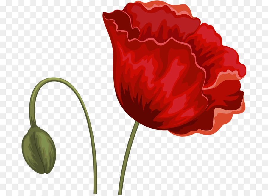 Fleur，Tulip PNG