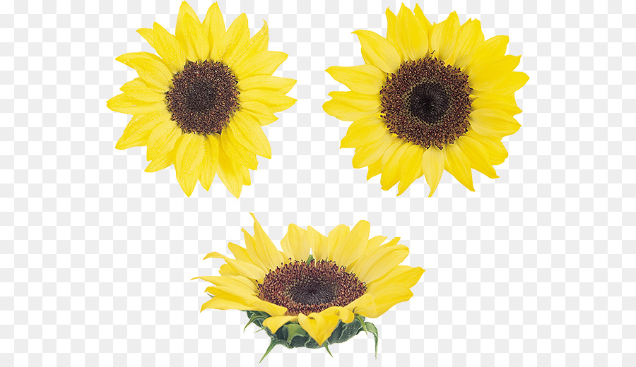 Tournesols，Fleurs PNG