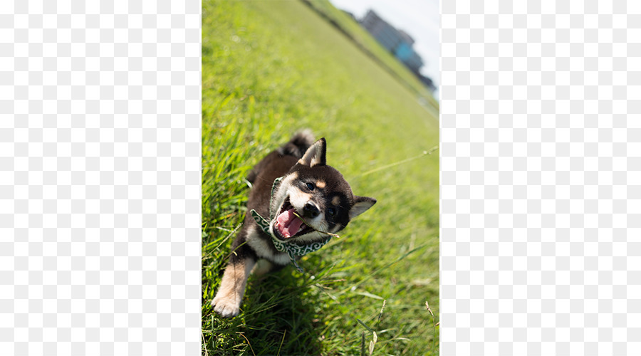 Race De Chien，Husky Sibérien PNG