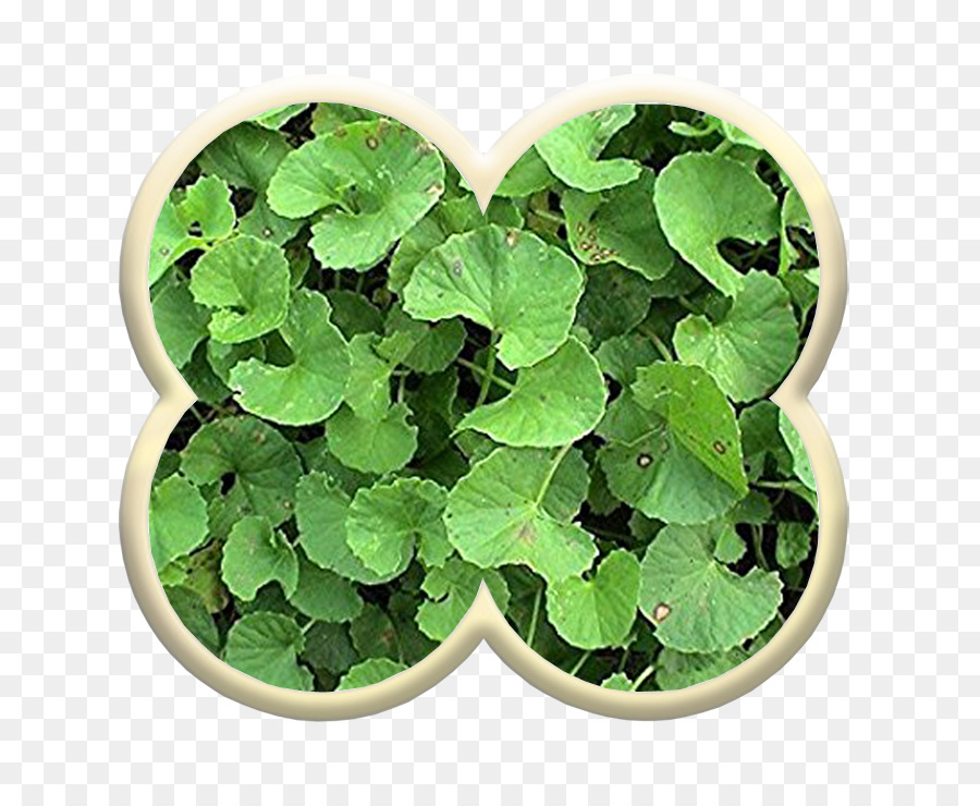 Centella Asiatique，Plante PNG