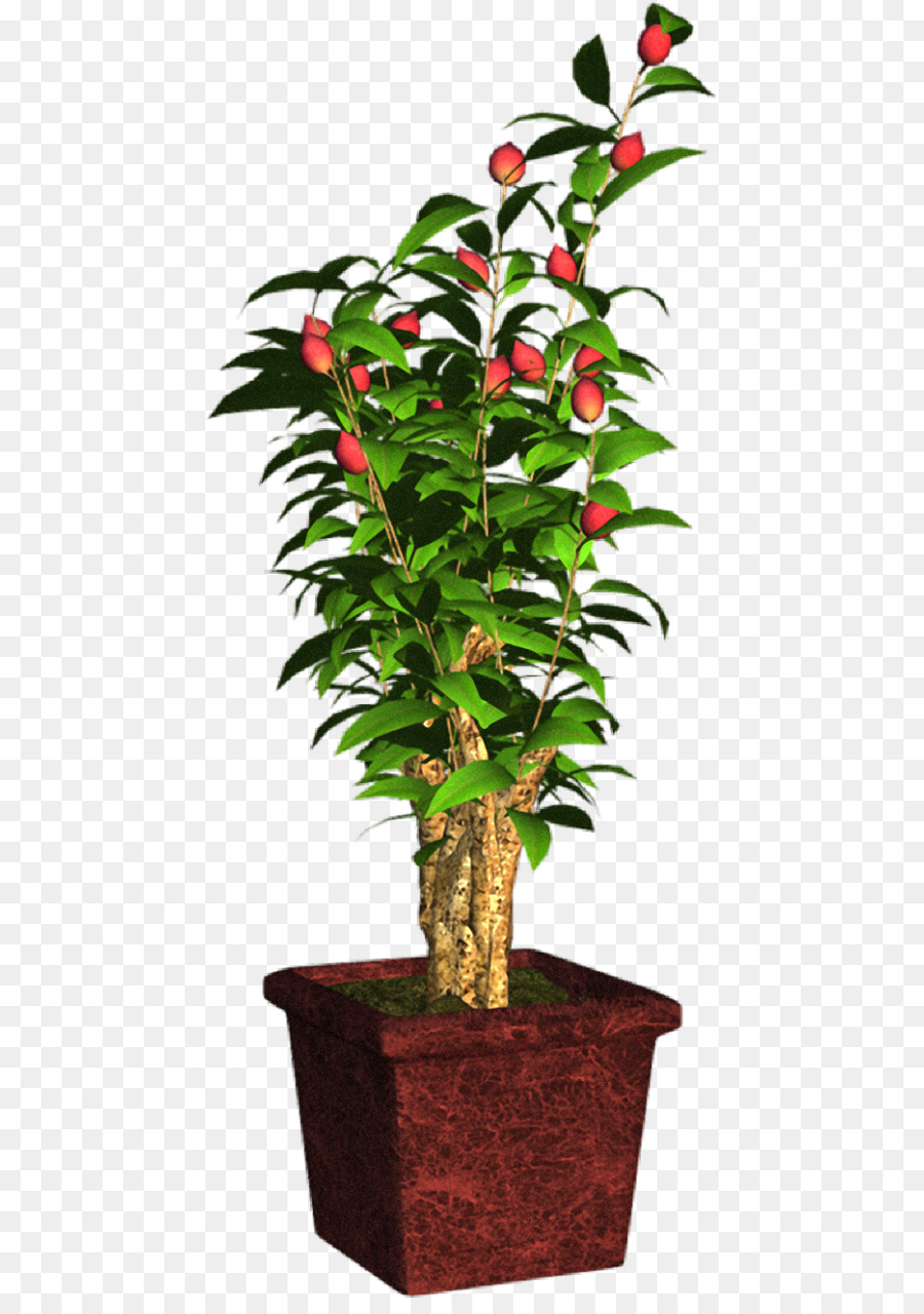 Plante En Pot，Intérieur PNG