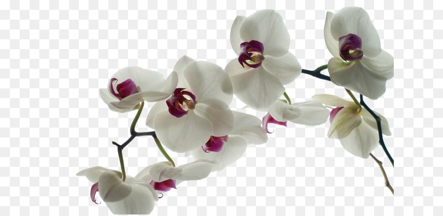 Orchidées Blanches，Pétales PNG