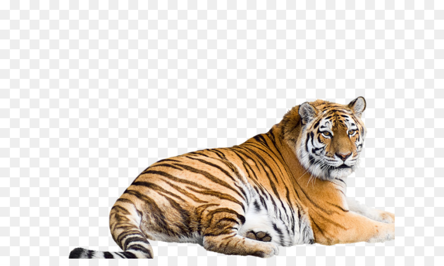 Chat Felidae Tigre Blanc Png Chat Felidae Tigre Blanc Transparentes Png Gratuit
