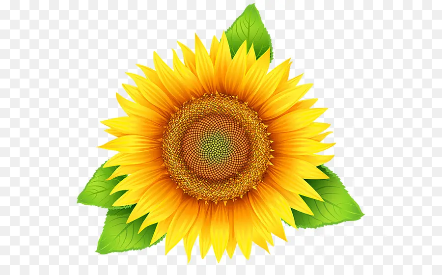 Tournesol，Usine PNG