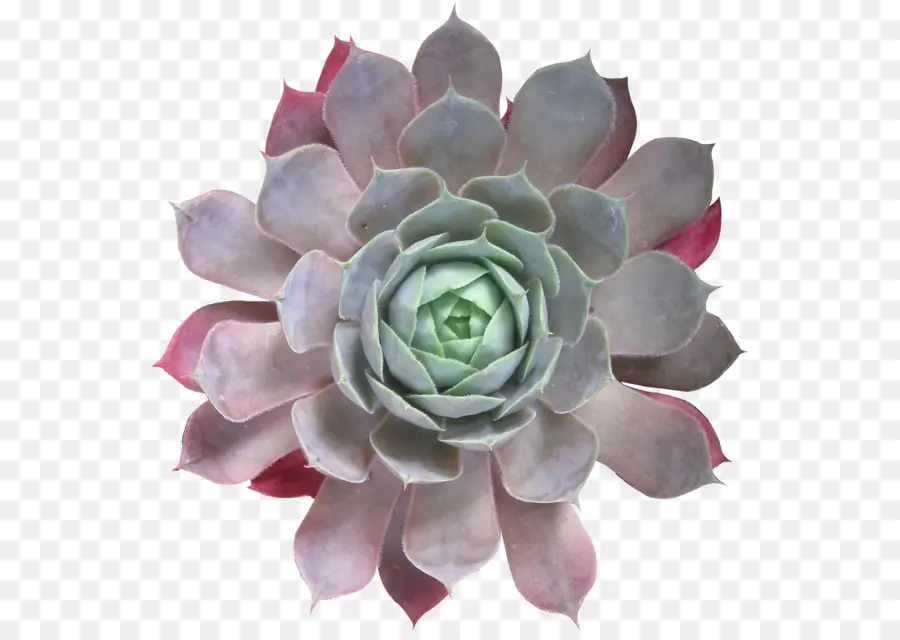 Plante Succulente，Plante PNG