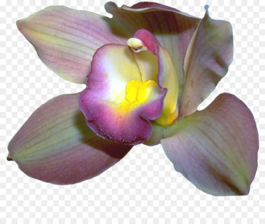Teigne Des Orchidées，Des Orchidées Cattleya PNG