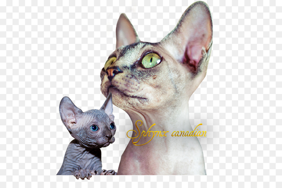 Chat Sphynx，Donskoy PNG