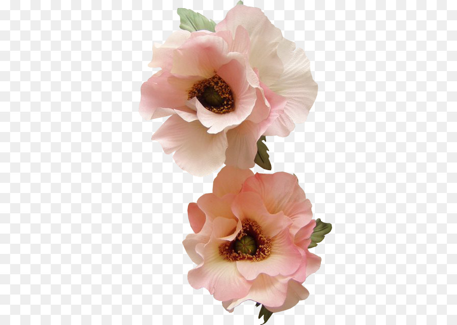 Rose Du Chou，Fleur PNG