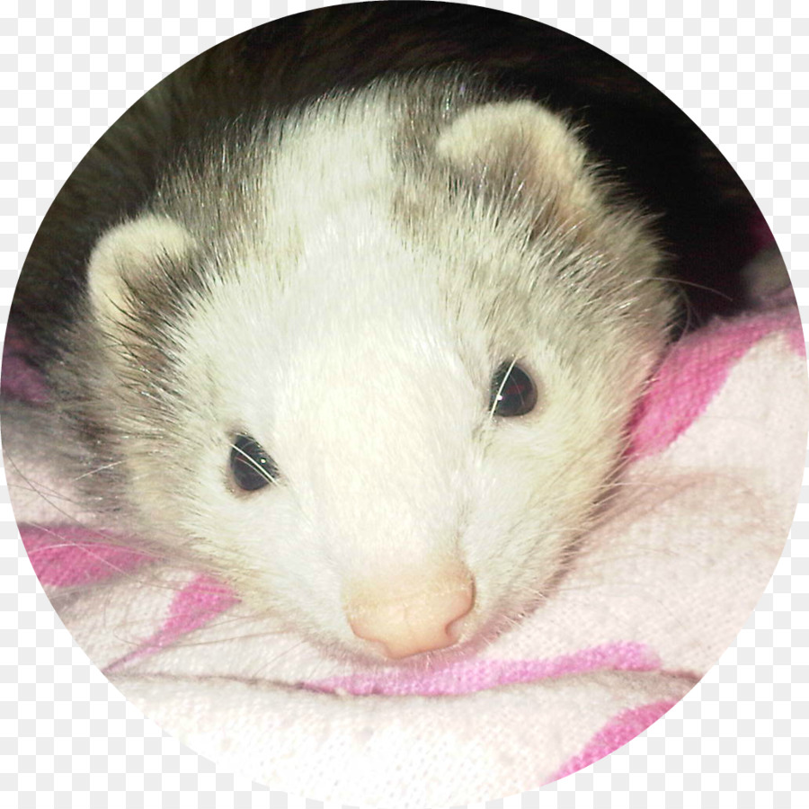 Furet，L Opossum De Virginie PNG