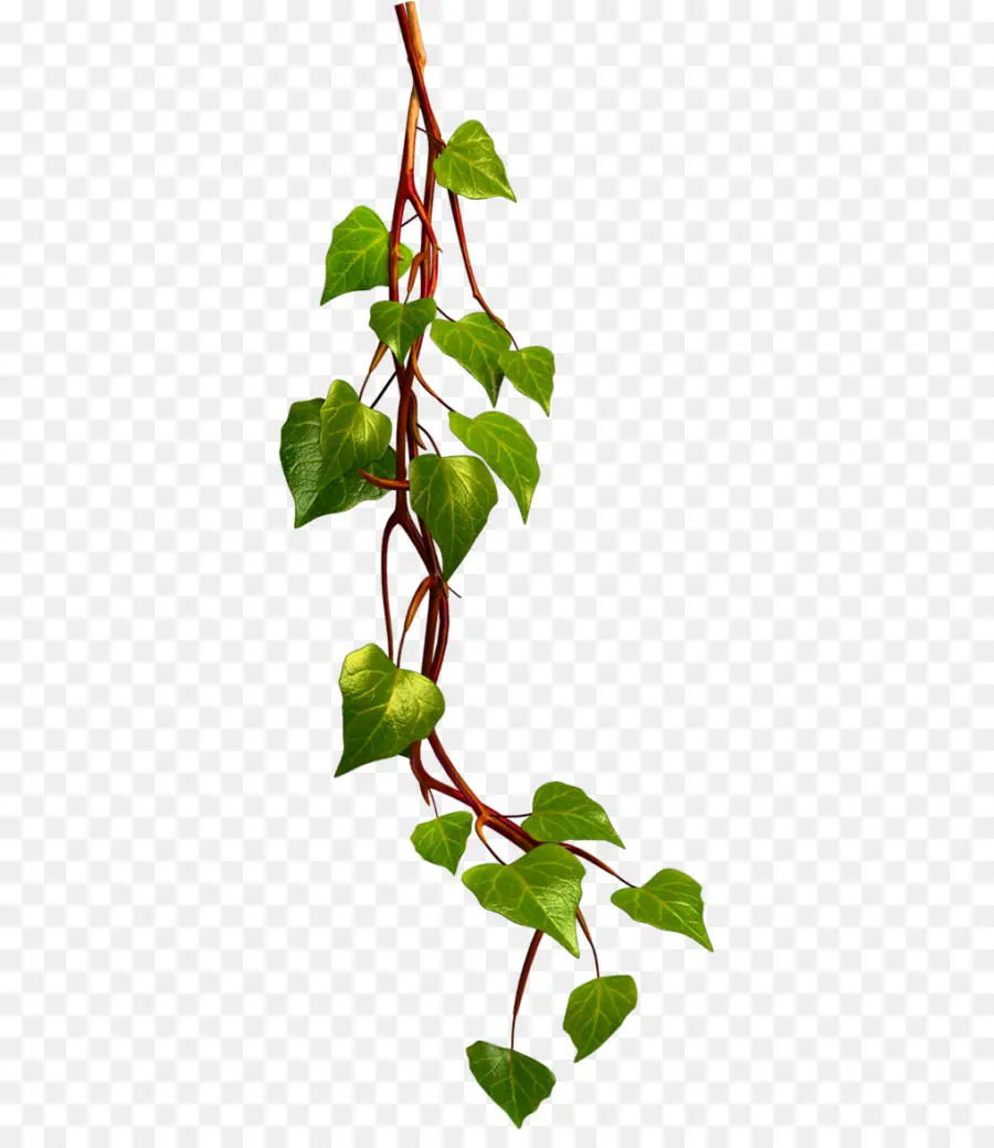 Vigne De Lierre Vert，Feuilles PNG