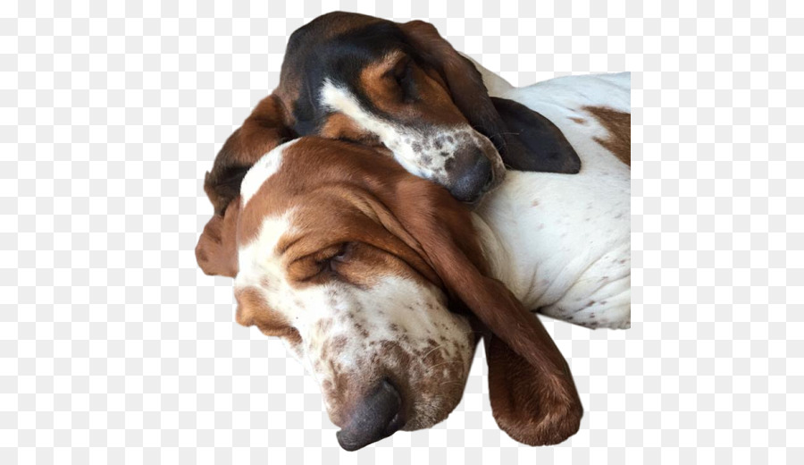 Basset Artésien Normand，Basset Hound PNG