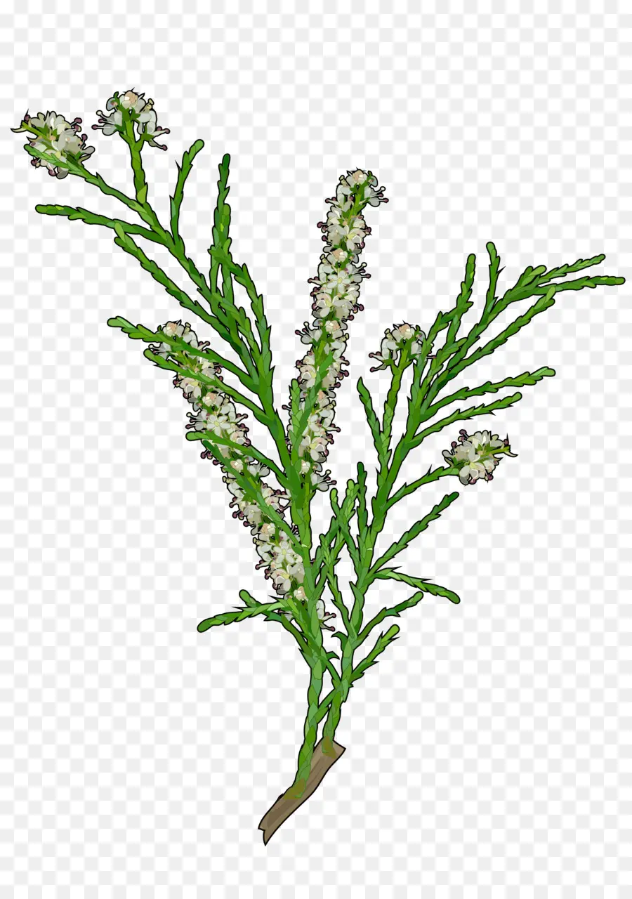 Plante Verte，Herbe PNG