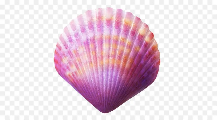 Coquillage，Violet PNG