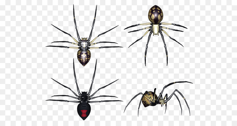 Araignée，Les Arthropodes PNG