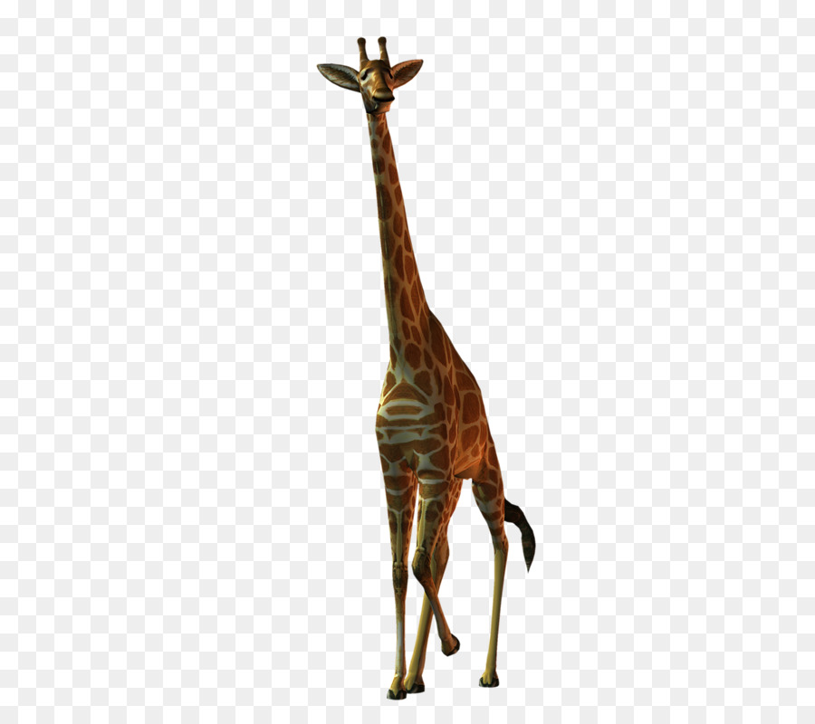 Girafe，Faune PNG