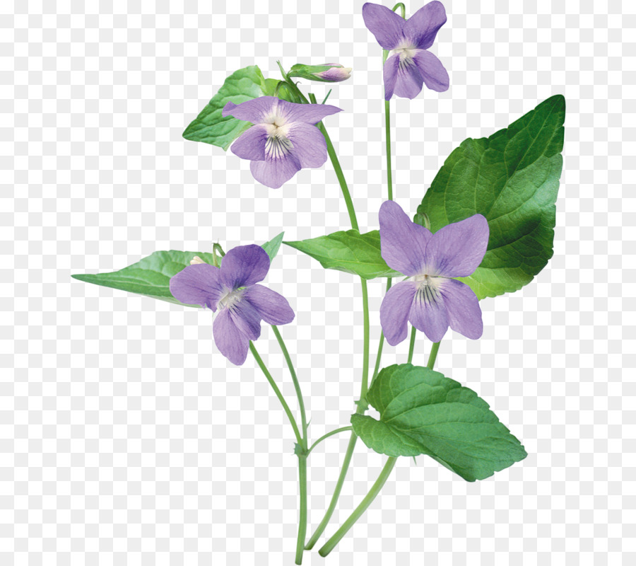 Violettes，Fleurs PNG