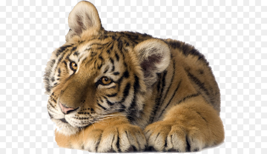 Tigre，Petit PNG