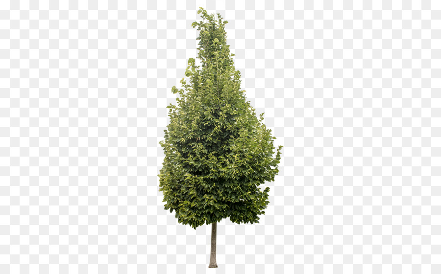 Arbre，Usine PNG