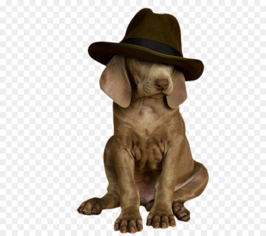 Chien Avec Chapeau，Chiot PNG