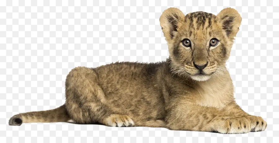 Lionceau，Bébé PNG