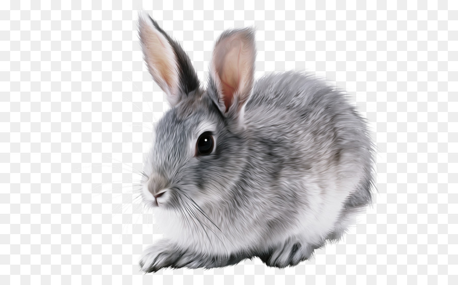 Lapin Blanc，Mignon PNG