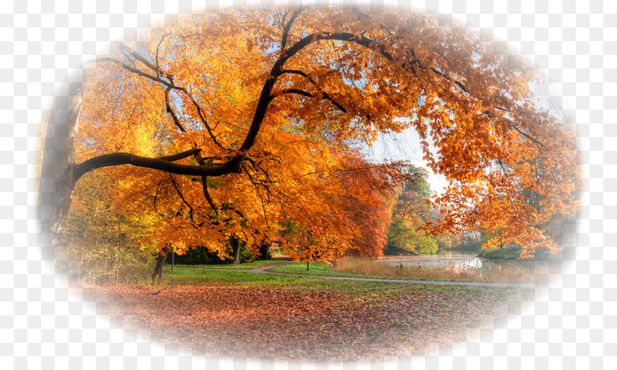 Arbre D'automne，Arbre PNG