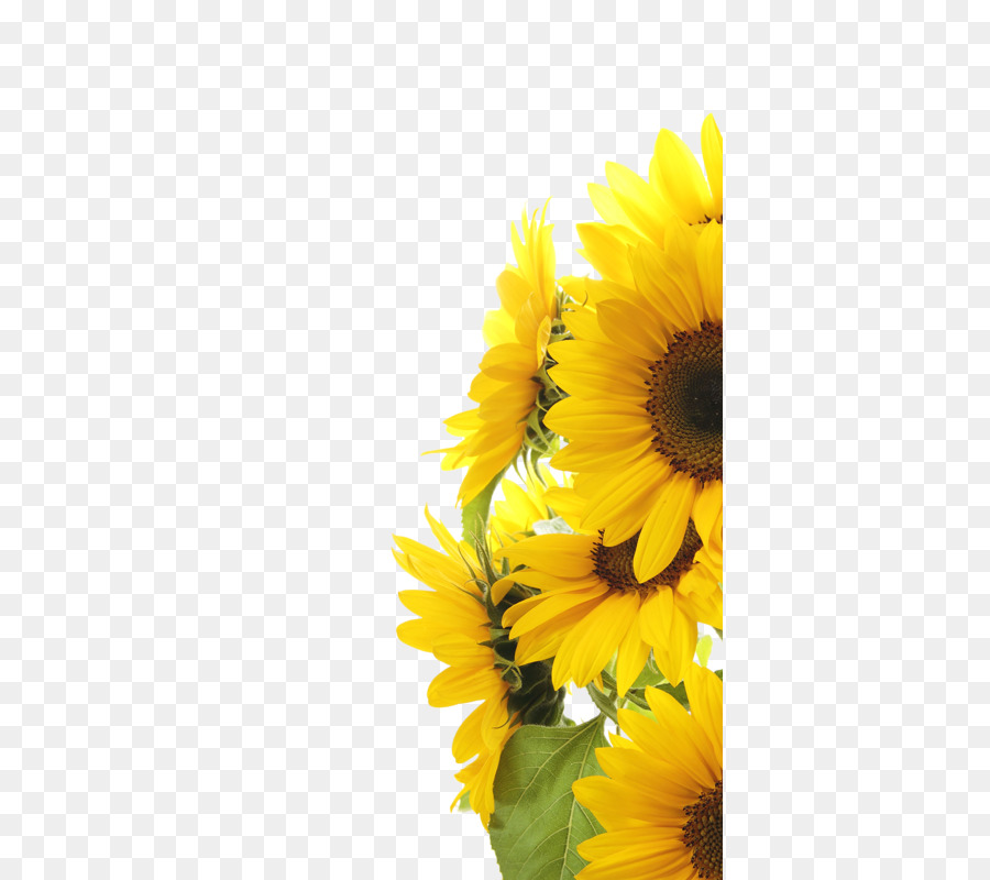 Tournesols Jaunes，Nature PNG