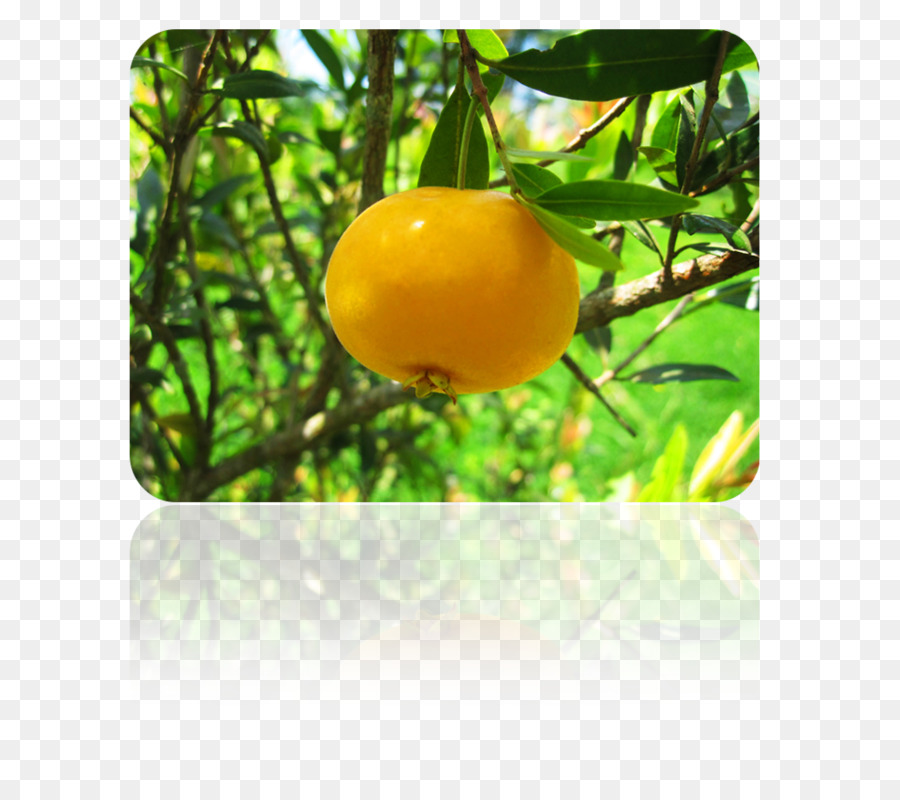 Citron，Clémentine M PNG