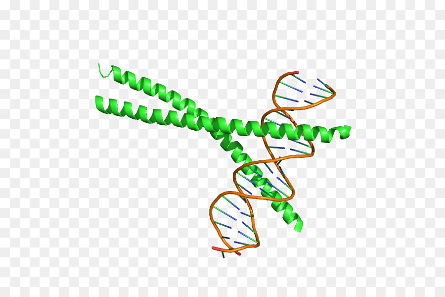 Ccaatenhancerbinding Protéines，Domaine Bzip PNG